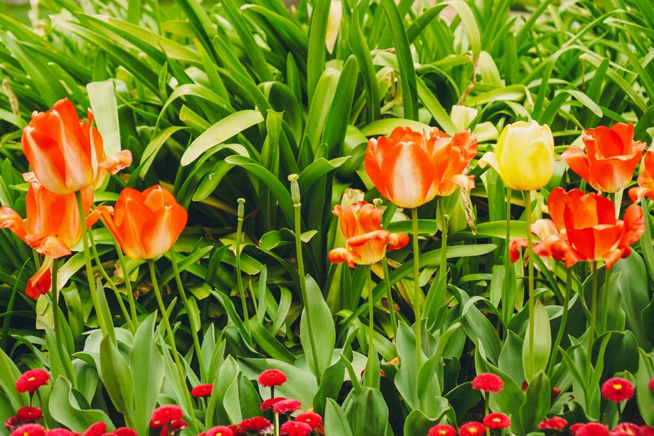 Tuin ophogen in Den Bosch: welk materiaal kies je?